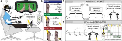 Unconscious multisensory integration: behavioral and neural evidence from subliminal stimuli